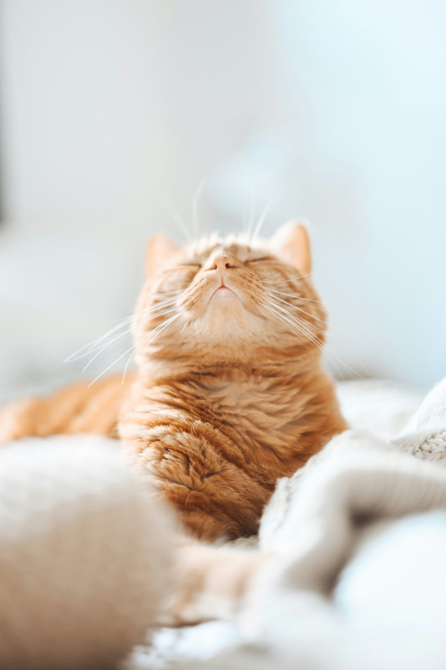 BedMod Co. pet lifestyle photo